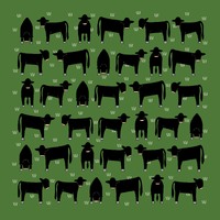 Angus on Green
