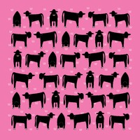 Angus on Pink