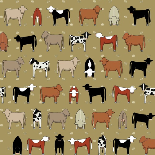 Mixed Cows on Olive