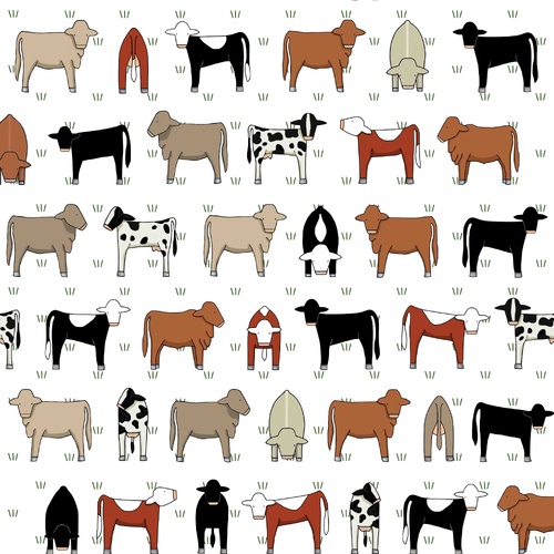 Mixed Cows on White