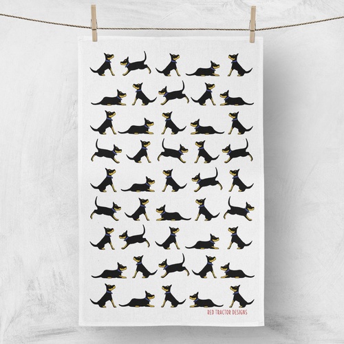 Black and Tan Kelpies on White